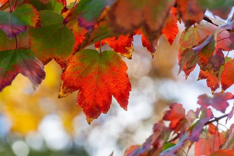 Осенние листья на мокрой дорожке
